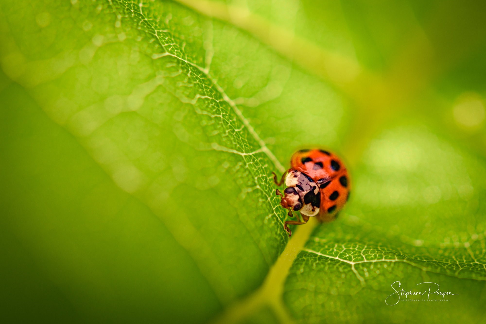 Coccinelle